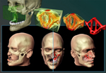 Craniofacial reconstruction schematic