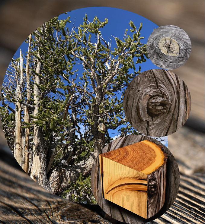 cloaking wood image
